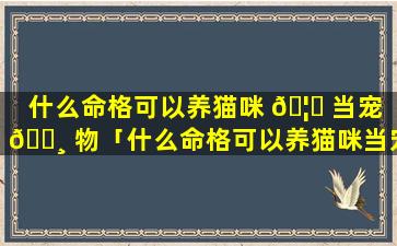 什么命格可以养猫咪 🦋 当宠 🌸 物「什么命格可以养猫咪当宠物猫」